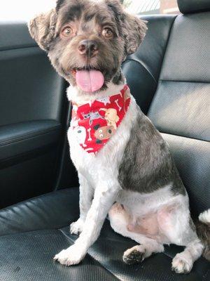 After his fresh groom. Bandana included!