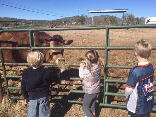 They even have sweet cows!