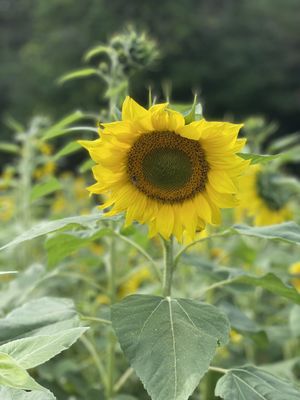 Hickory Creek Farm