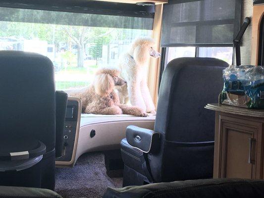 This is Sunny and Daisy relaxing in the Motorhome.