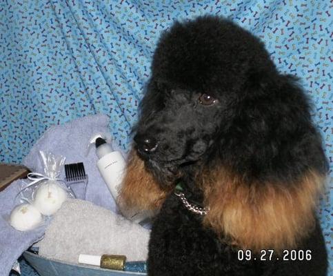 Miniature poodle