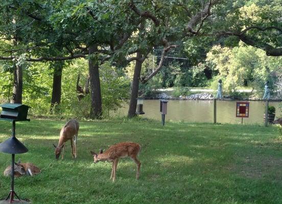 Deer on property of Cabin Cove