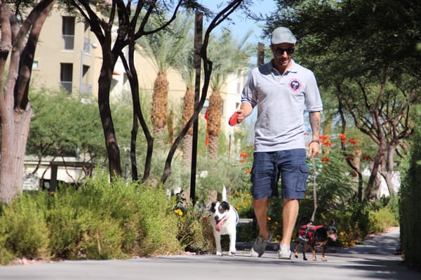 Happy dogs getting their daily walk