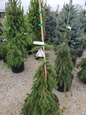 Great selection of trees