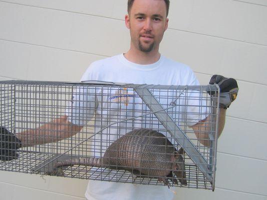 Pest Animal Removal Little Rock