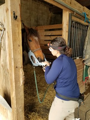 Clay Creek Equine Veterinary Services, LLC