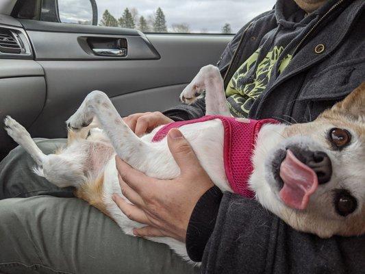 Luna chilling in the car while her brother gets his blood drawn