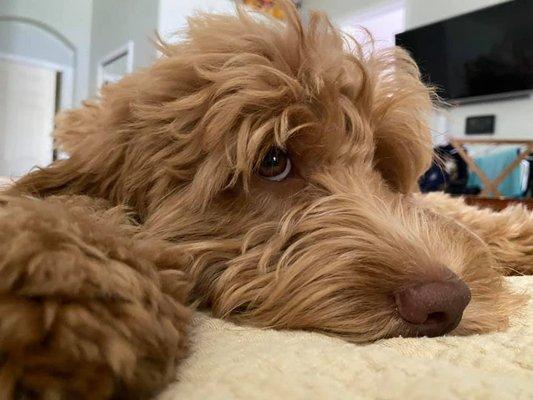 Gorgeous Australian Labradoodle