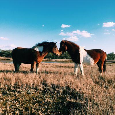 Beautiful wild horses