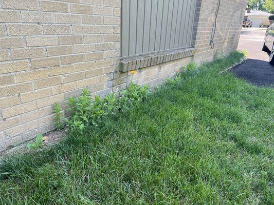 Weeds along house