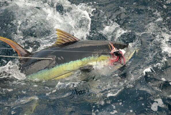 163 pound yellowfin tuna caught on an overnight charter.