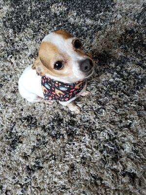 Jasper being very obedient for the treat bag Kellie gave him.