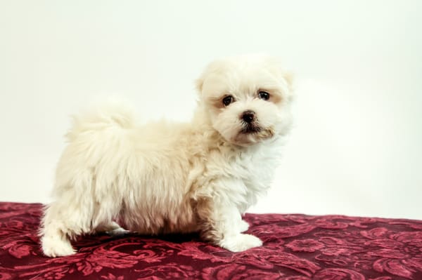 Maltese