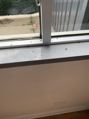 Dead flies and dirt