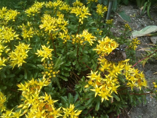 Sedum, yellow, sun, tough plant, beautiful, ground cover