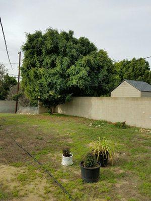 Hi..need a quote on trimming ficus Tree up to property line. Location: 4604 Mindora Drive, Torrance Contact: ahirasuna@gmail.com