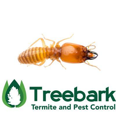 Termite Treatments