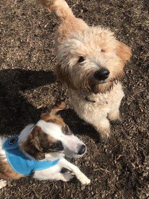 Austin & Scooby out for a park run