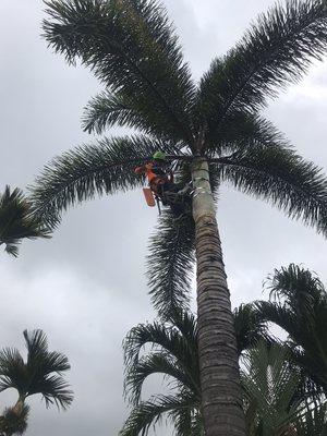 Safe trimming