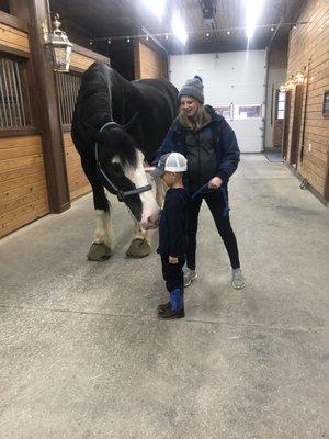 Ned the horse. Weighs 2100 pounds and stands 19.1 hands high