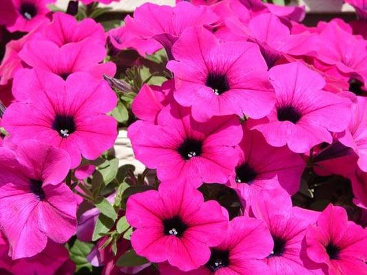 Wave Petunias