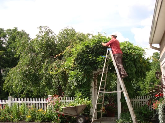 Sun Lawn Tree & Shrub pruning a wisteria vine on an arbor