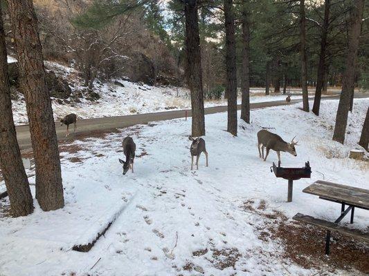 A family of deer after the snow