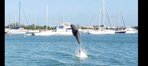 Dolphins