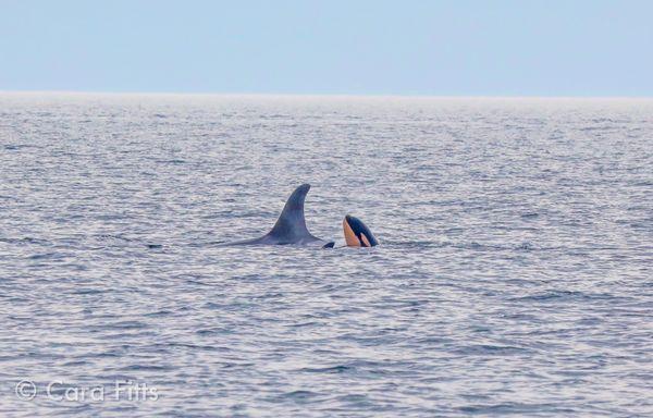 Beautiful whales we saw during our trip. New baby J58!!