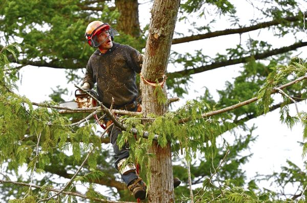 Tree Service