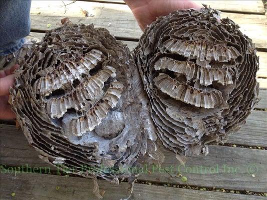 Inside Yellow Jackets Nest