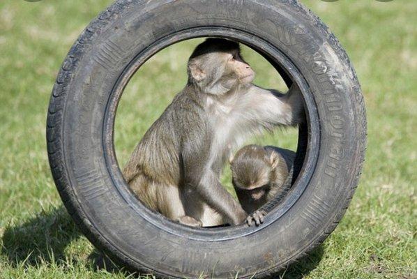 Tire Monkey! They got a tire for you