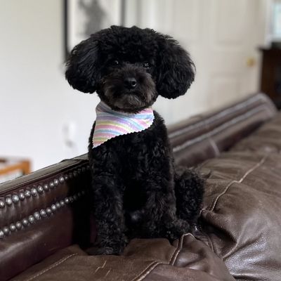 Piper the Toy Poodle after grooming