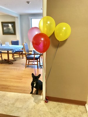 Apple Rehab's Mascot, Loki, turns 1!