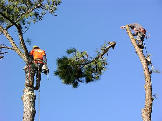 MTS Tree & Landscape