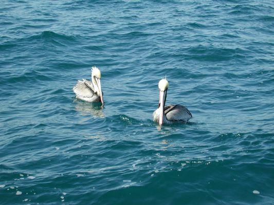 2 pelicans