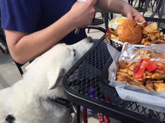 Dog friendly patio