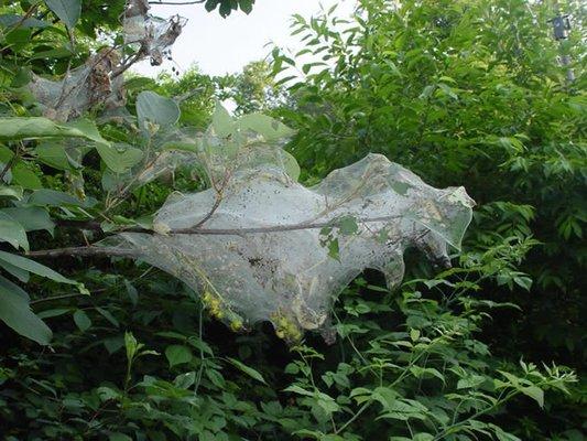 Webworm web