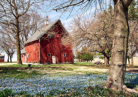 carpet of blue spring flowers