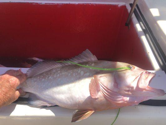 Keeper Grouper