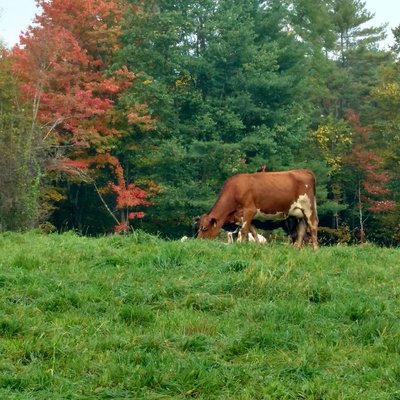 Our cows eat lots of green grass everyday while it's growing in southern Vermont.