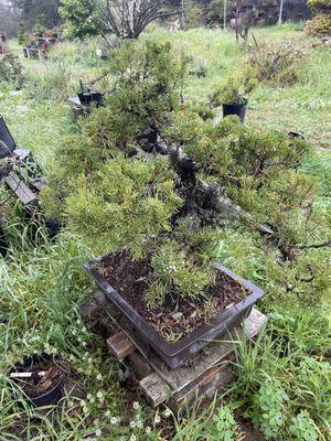 A Juniper Prostrata...