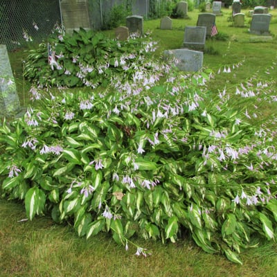 Lots of Hosta