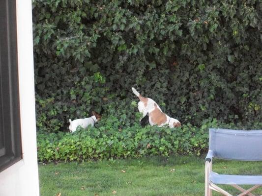 Snoopy (left) & Ace playing.