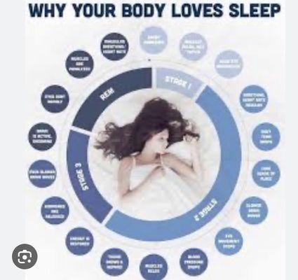 The process your body goes through from the time your head hits the pillow when going to sleep.