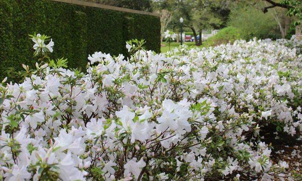 White azaleas for days!