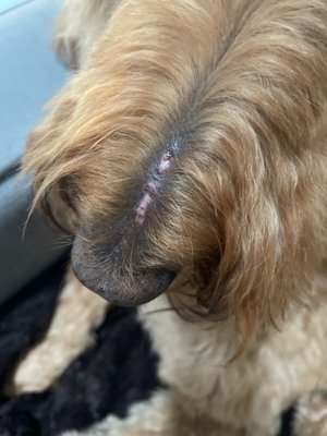 Injury from Dogtopia at new Rochelle