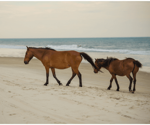 Corolla & Carova Beach Wild Horses.