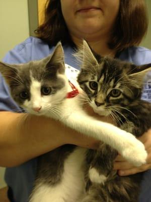 We love kittens. These sisters are named Thelma and Louise.