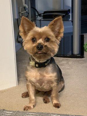 Bottom of face is shorter on one side than the other. This picture is from the day he was groomed.